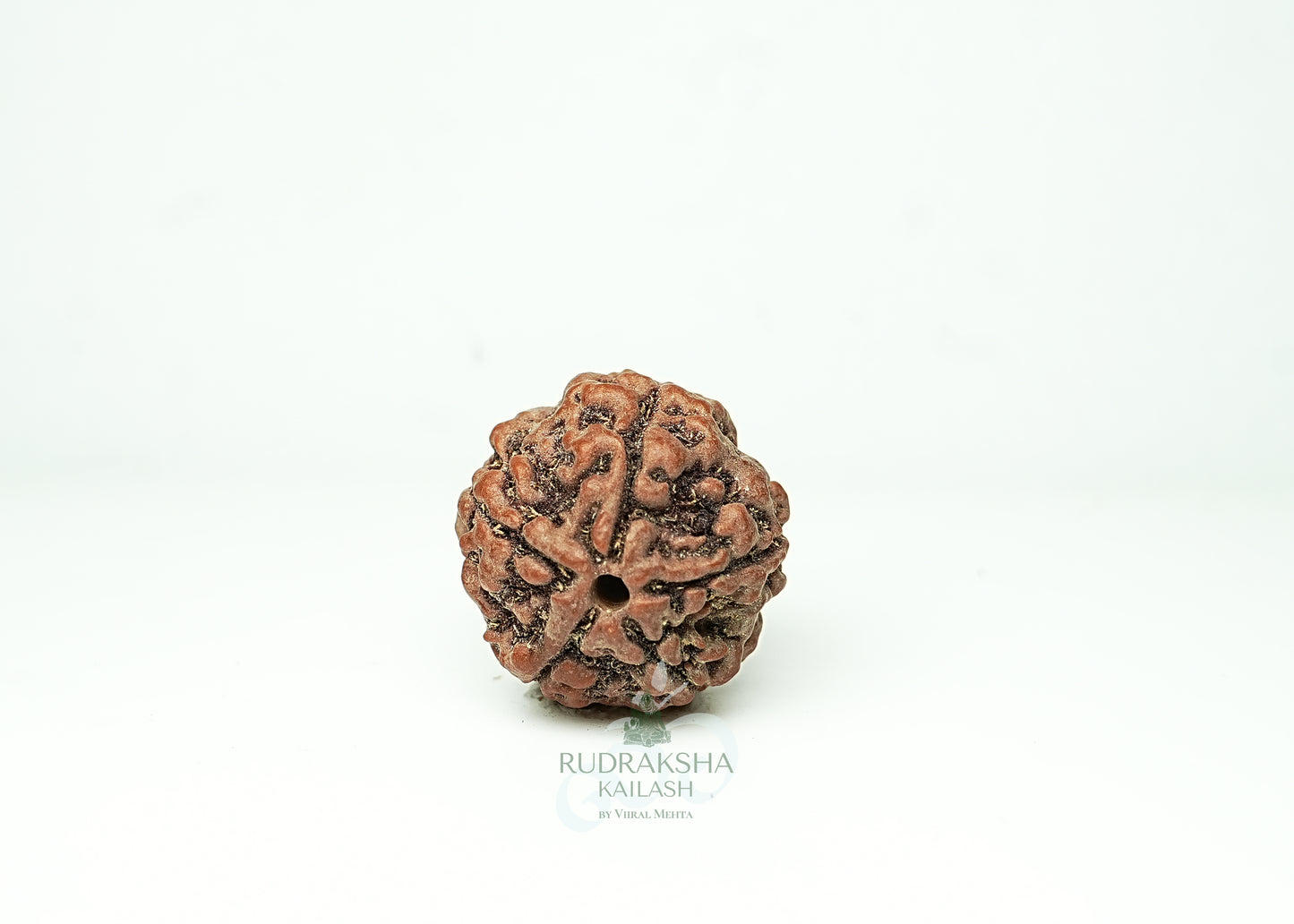 5 Mukhi Nepali Rudraksha - 0506