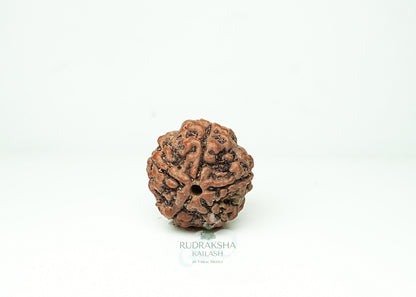 5 Mukhi Nepali Rudraksha - 0506