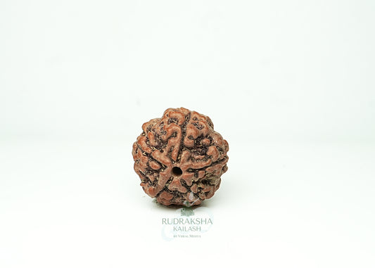 5 Mukhi Nepali Rudraksha - 0506