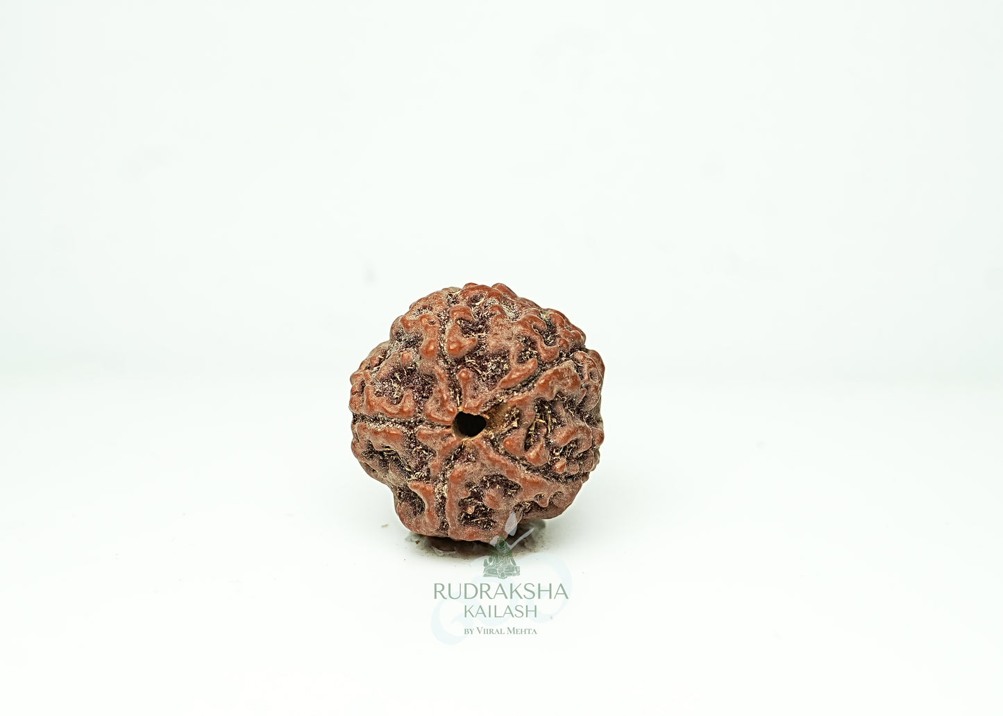 5 Mukhi Nepali Rudraksha - 0506