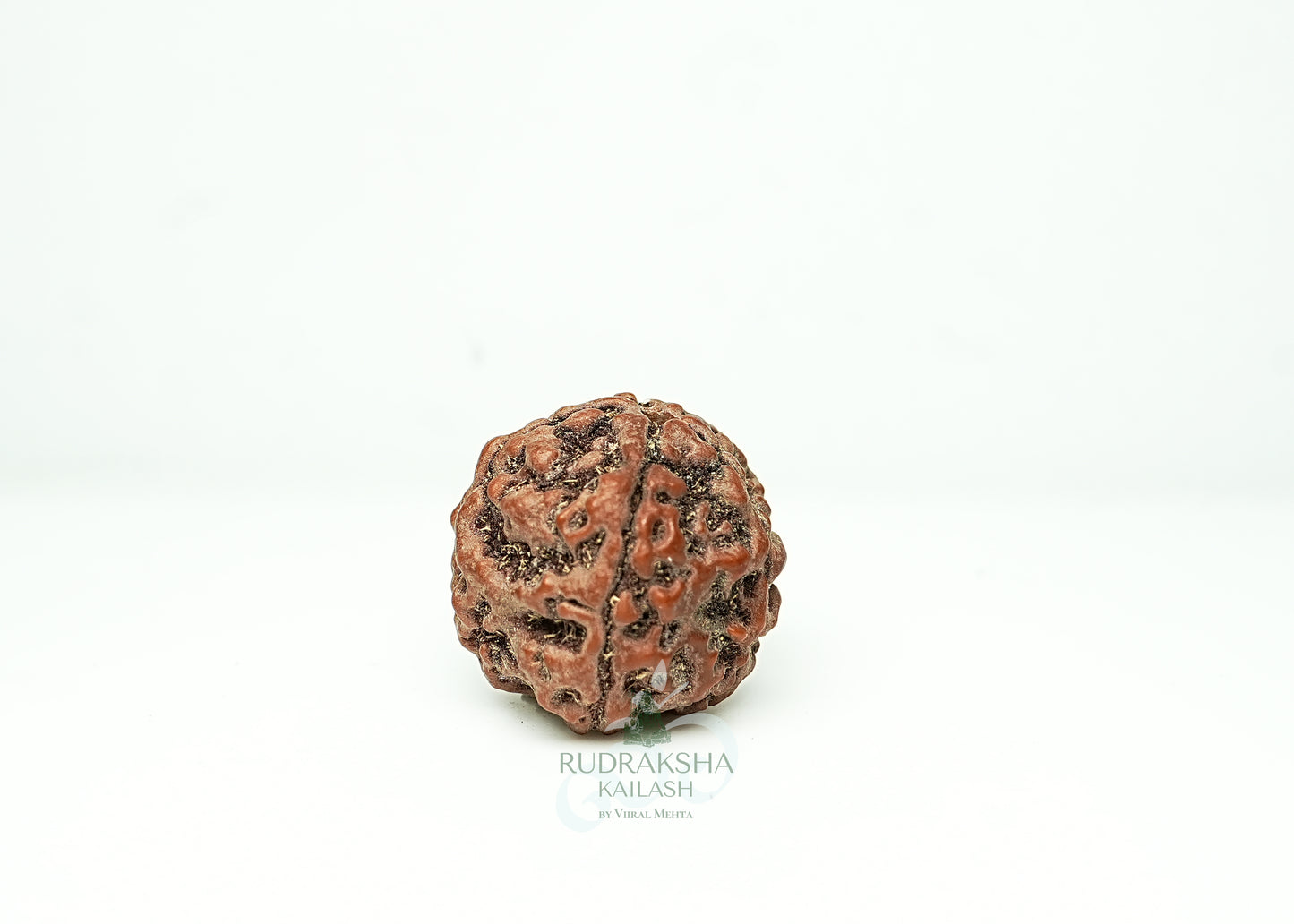 5 Mukhi Nepali Rudraksha - 0506