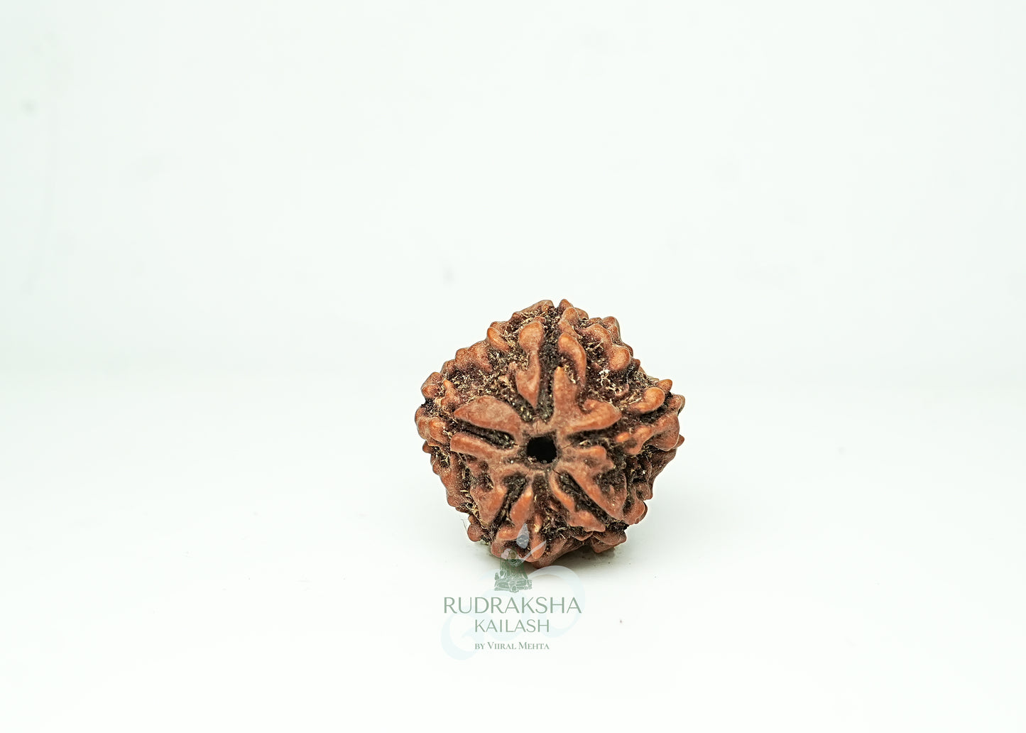 5 Mukhi Nepali Rudraksha - 0507