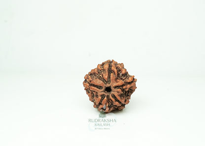 5 Mukhi Nepali Rudraksha - 0507