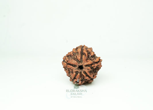 5 Mukhi Nepali Rudraksha - 0507