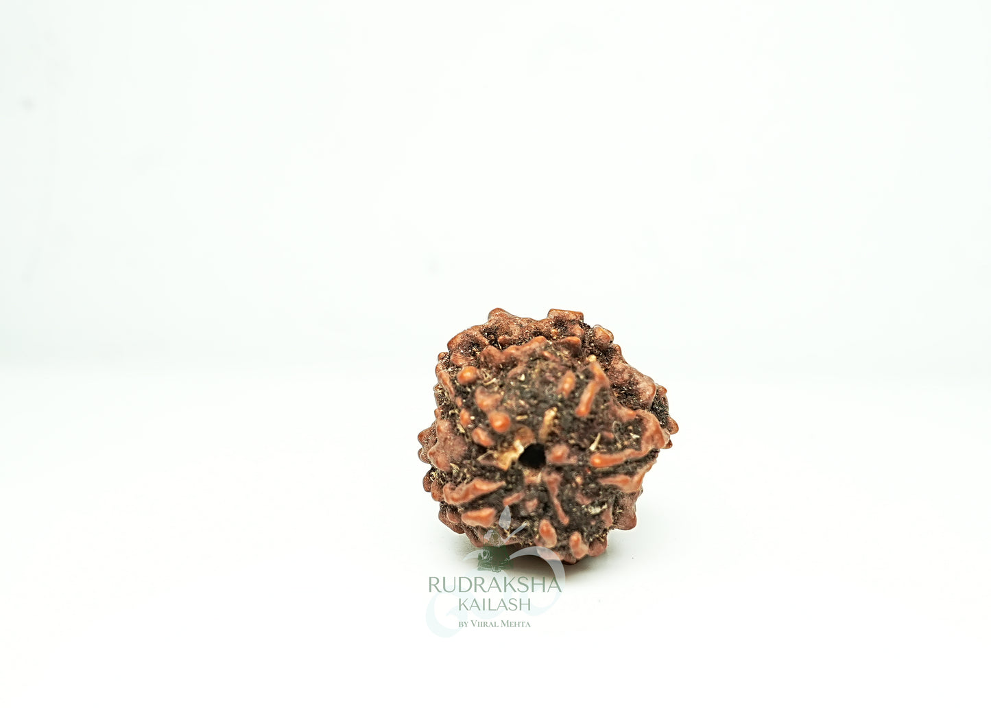 5 Mukhi Nepali Rudraksha - 0507