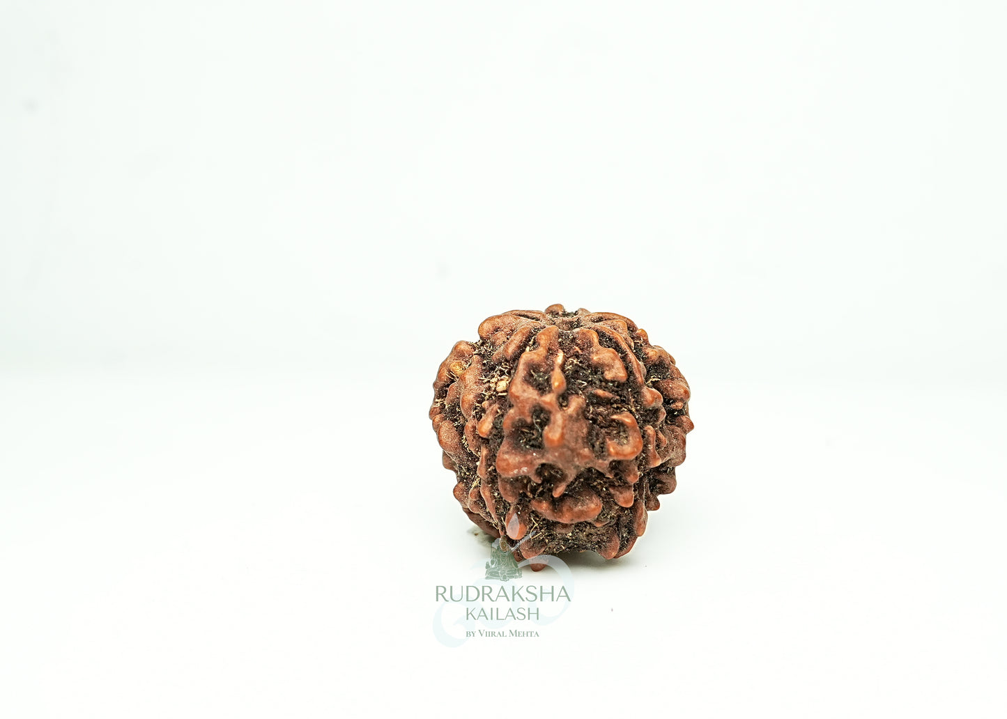 5 Mukhi Nepali Rudraksha - 0507