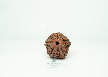 5 Mukhi Nepali Rudraksha - 0508