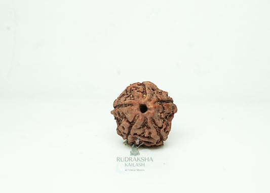 5 Mukhi Nepali Rudraksha - 0508