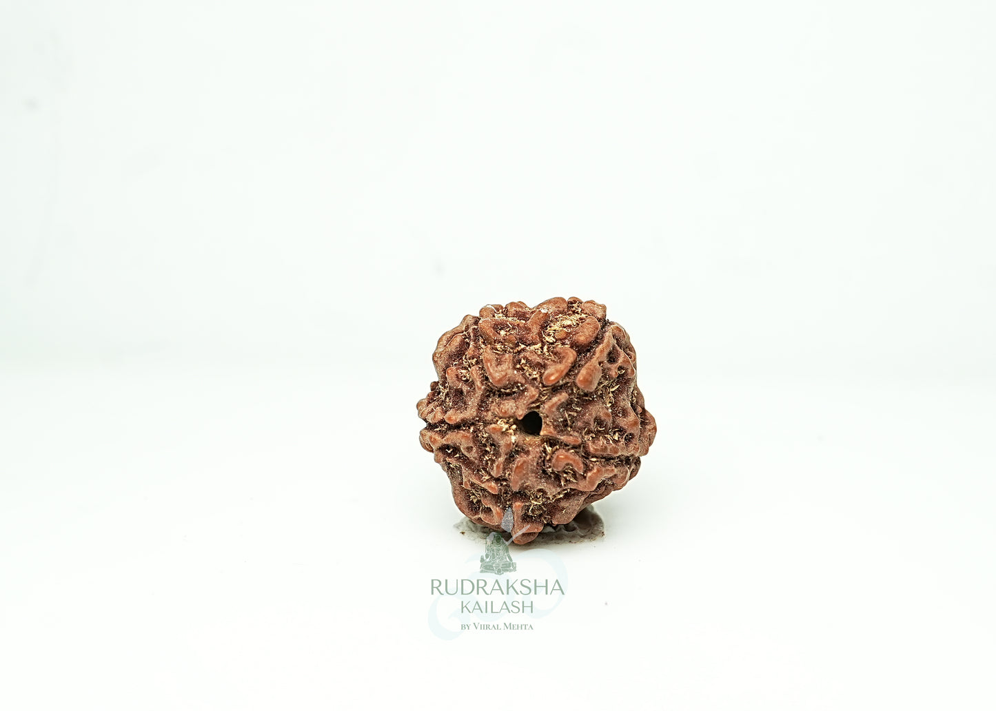 5 Mukhi Nepali Rudraksha - 0508
