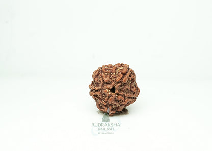 5 Mukhi Nepali Rudraksha - 0508