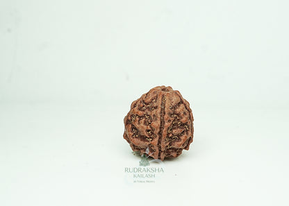 5 Mukhi Nepali Rudraksha - 0508