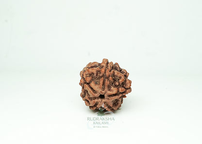 5 Mukhi Nepali Rudraksha - 0509