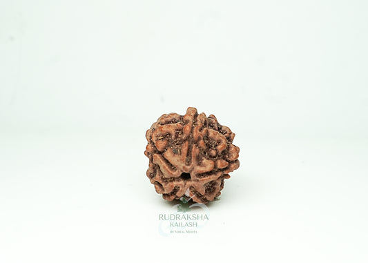5 Mukhi Nepali Rudraksha - 0509