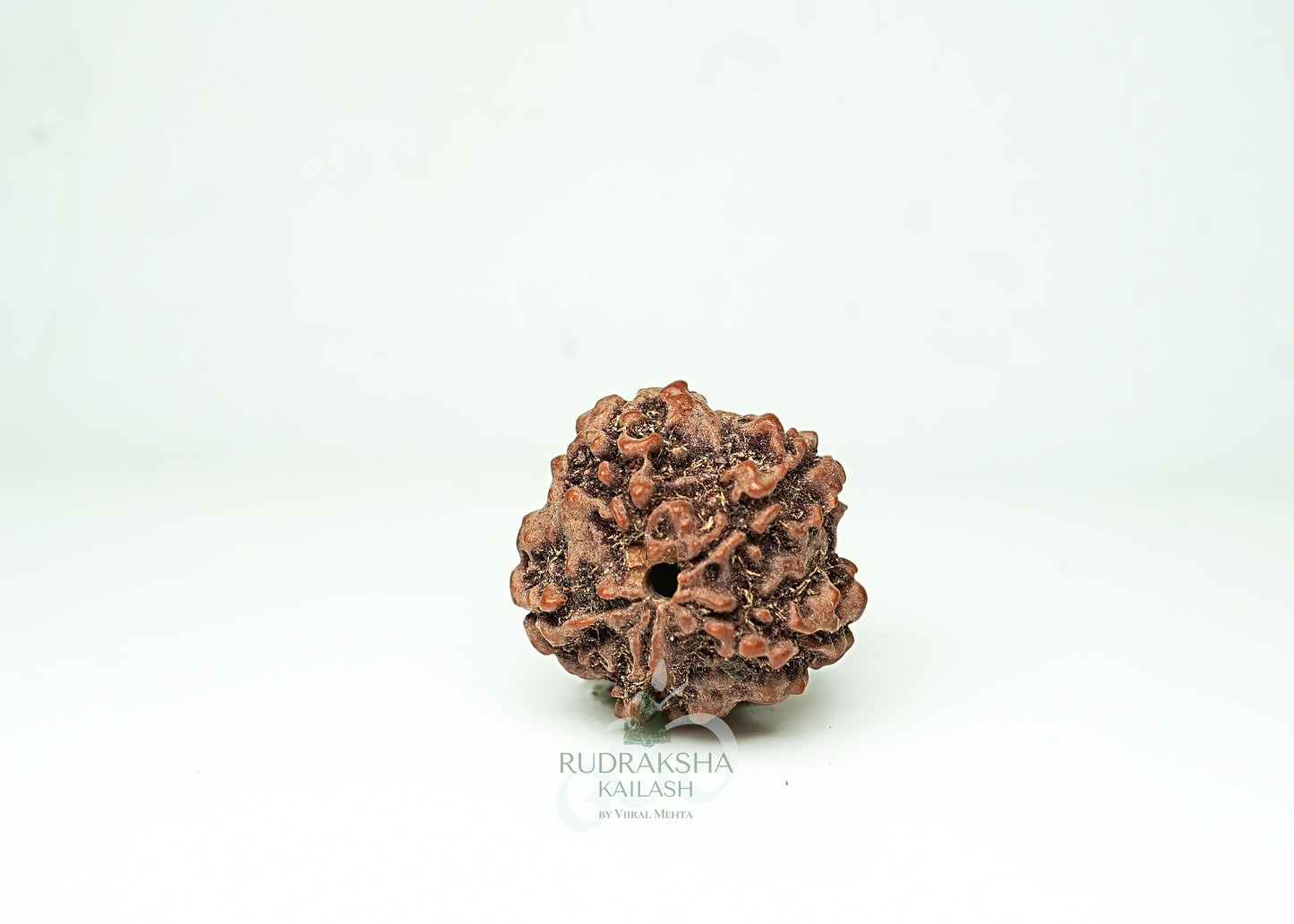 5 Mukhi Nepali Rudraksha - 0509