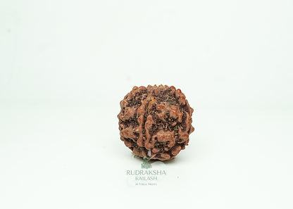 5 Mukhi Nepali Rudraksha - 0509
