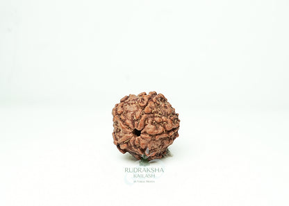 5 Mukhi Nepali Rudraksha - 0510