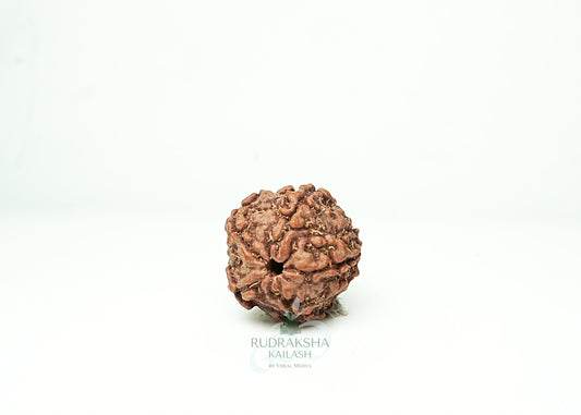 5 Mukhi Nepali Rudraksha - 0510