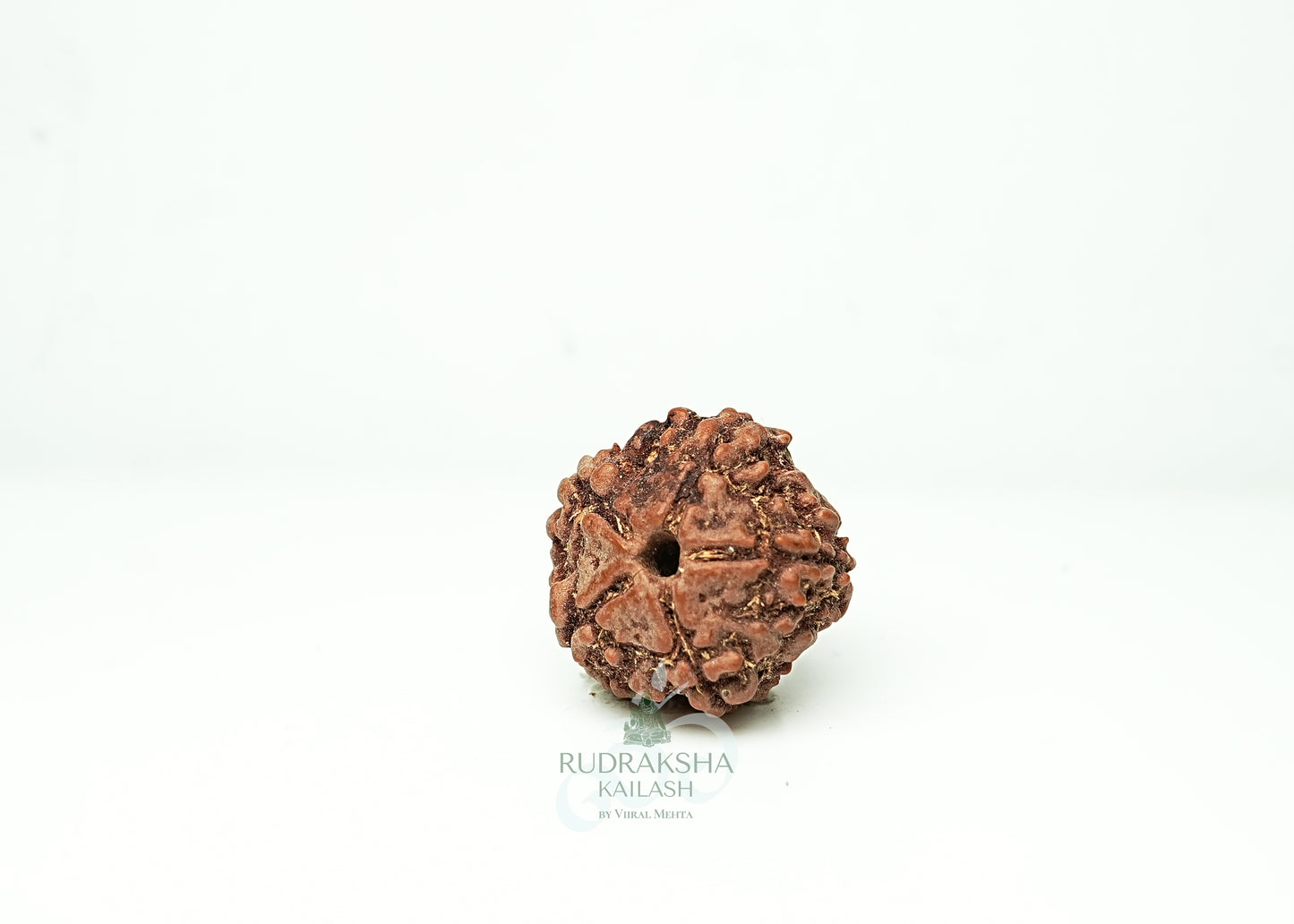 5 Mukhi Nepali Rudraksha - 0510