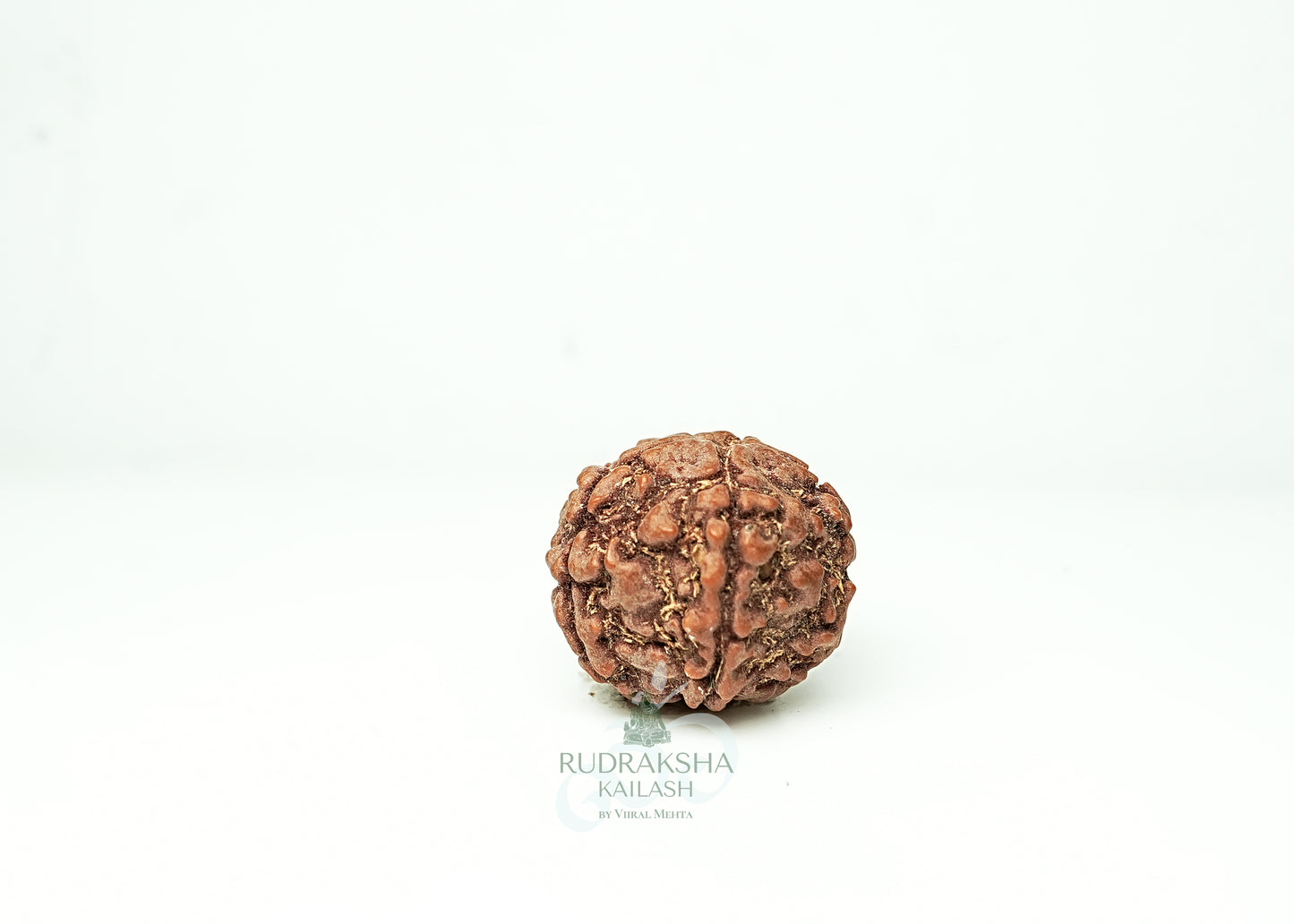 5 Mukhi Nepali Rudraksha - 0510