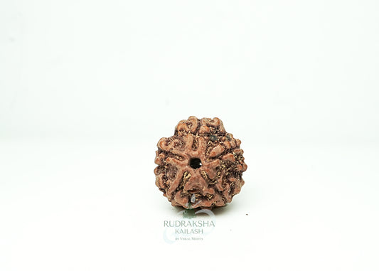 5 Mukhi Nepali Rudraksha - 0512