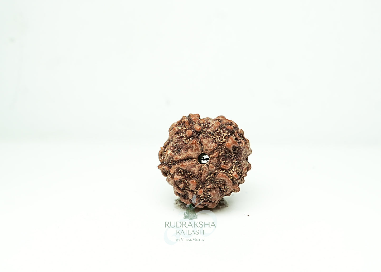 5 Mukhi Nepali Rudraksha - 0512