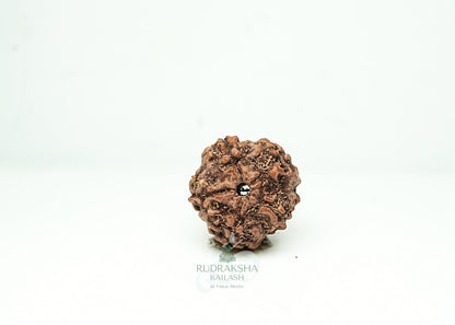 5 Mukhi Nepali Rudraksha - 0512