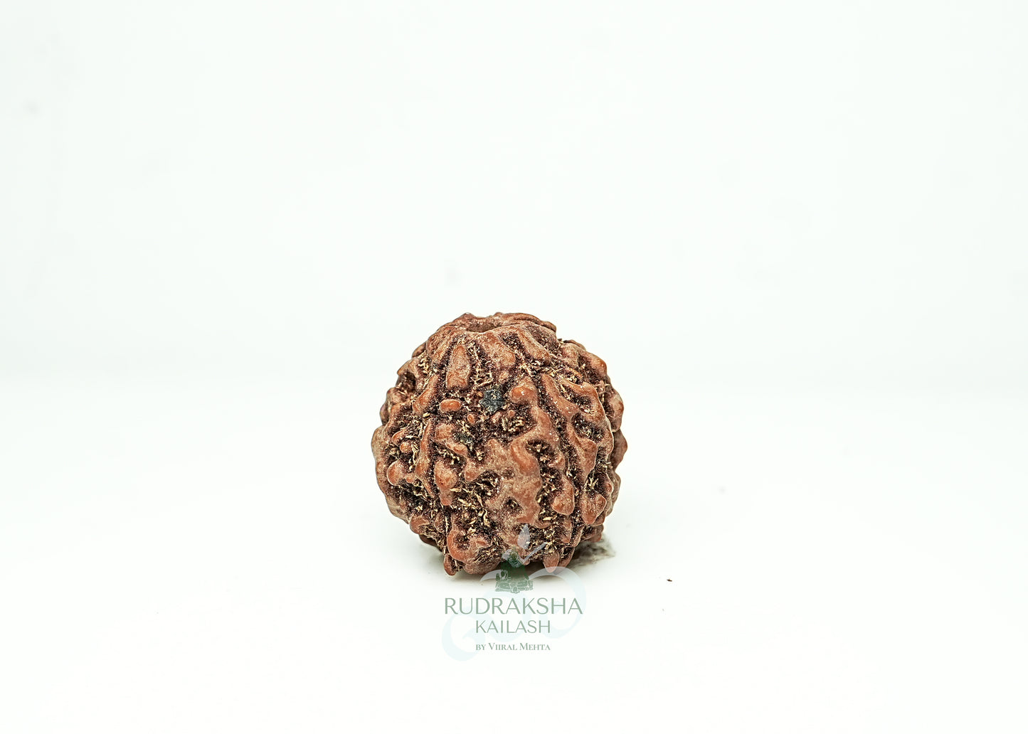 5 Mukhi Nepali Rudraksha - 0512