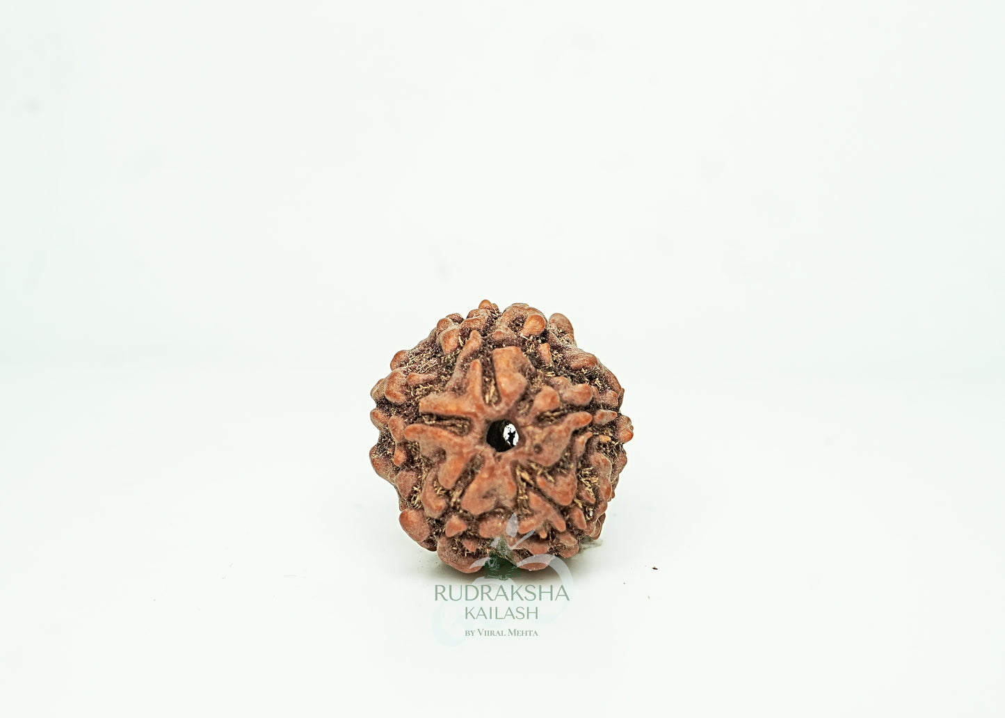 5 Mukhi Nepali Rudraksha - 0513