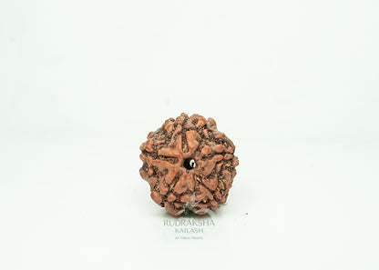 5 Mukhi Nepali Rudraksha - 0513