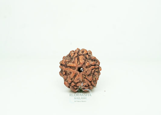 5 Mukhi Nepali Rudraksha - 0513