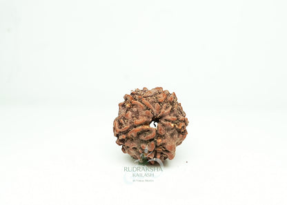 5 Mukhi Nepali Rudraksha - 0513