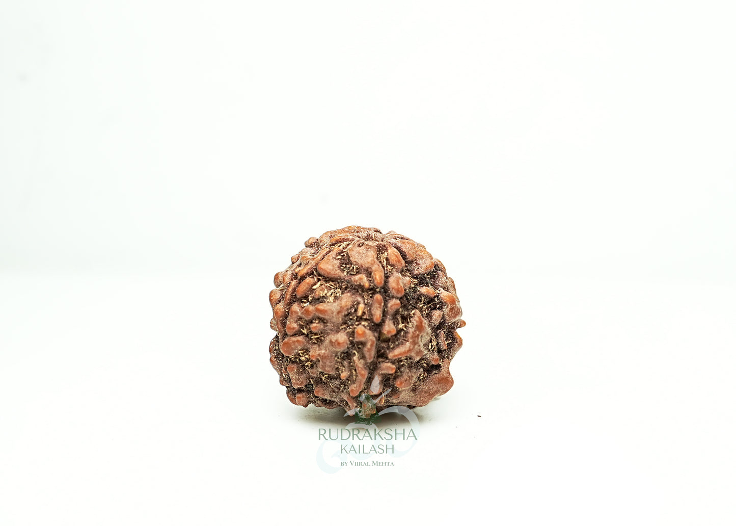 5 Mukhi Nepali Rudraksha - 0513