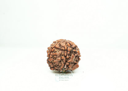 5 Mukhi Nepali Rudraksha - 0513