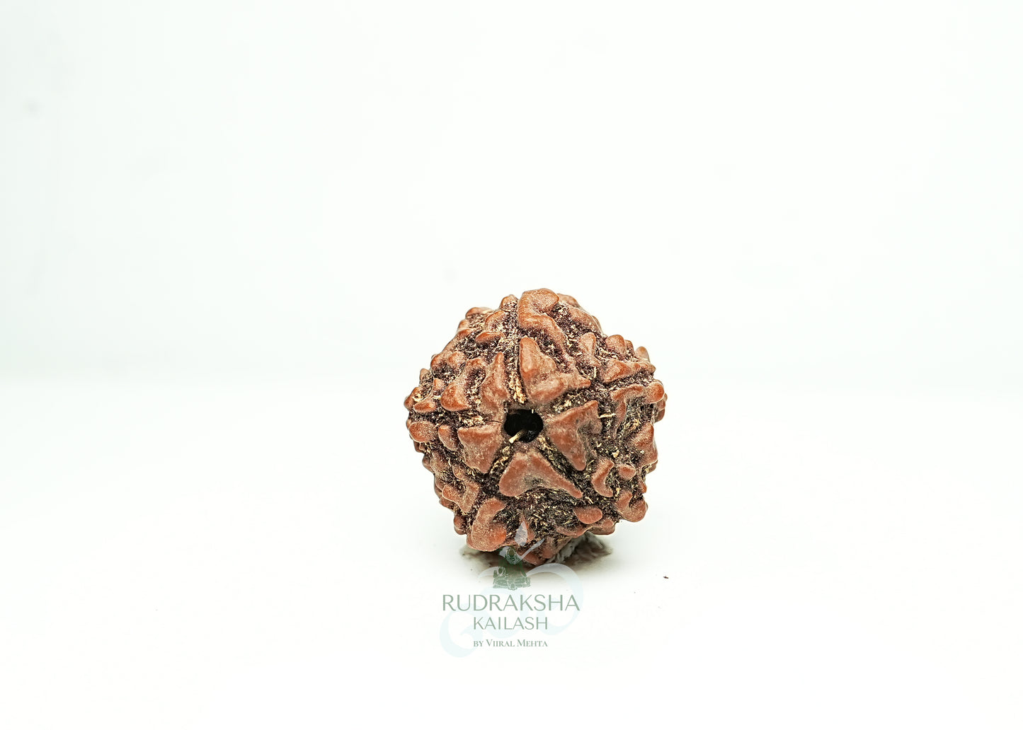 5 Mukhi Nepali Rudraksha - 0514