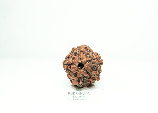 5 Mukhi Nepali Rudraksha - 0514