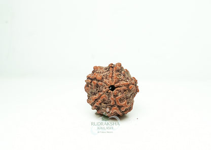 5 Mukhi Nepali Rudraksha - 0514