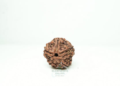 5 Mukhi Nepali Rudraksha - 0515