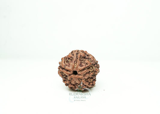 5 Mukhi Nepali Rudraksha - 0515