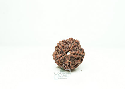 5 Mukhi Nepali Rudraksha - 0515