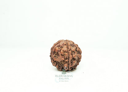 5 Mukhi Nepali Rudraksha - 0515
