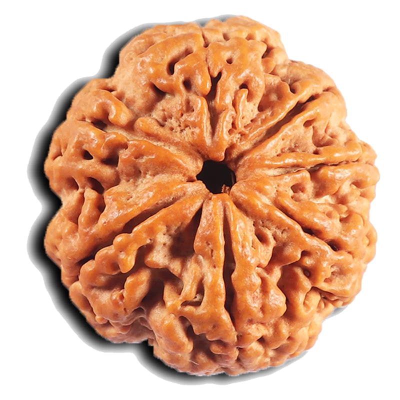 nepali_rudraksha